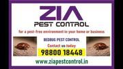 Pest Control - Bed Bug Treatment 100 % Kills Bed Bugs 